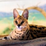Descubren en Santa Ana un Felino Africano Exótico Jamás Registrado en Costa Rica
